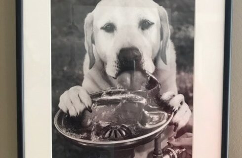 Dog drinking from water fountain