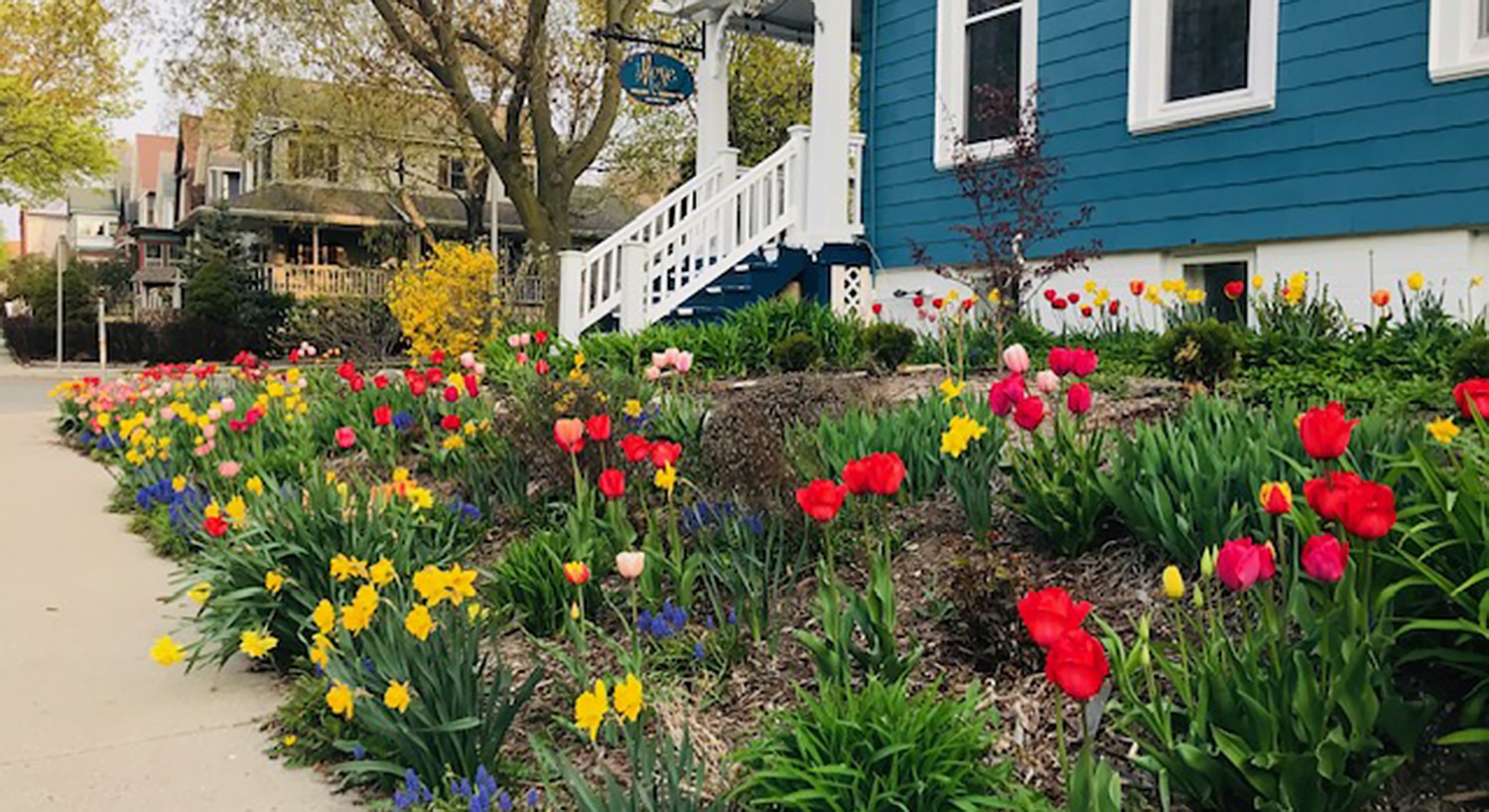 Garden with tulips and daffodils in front of the blue and white Victorian house